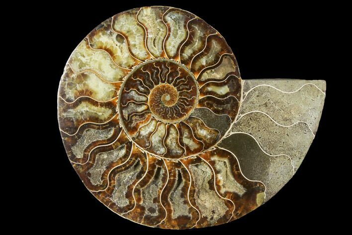 Cut & Polished Ammonite Fossil (Half) - Madagascar #149614